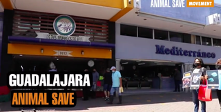 Guadalajara Animal Save.png